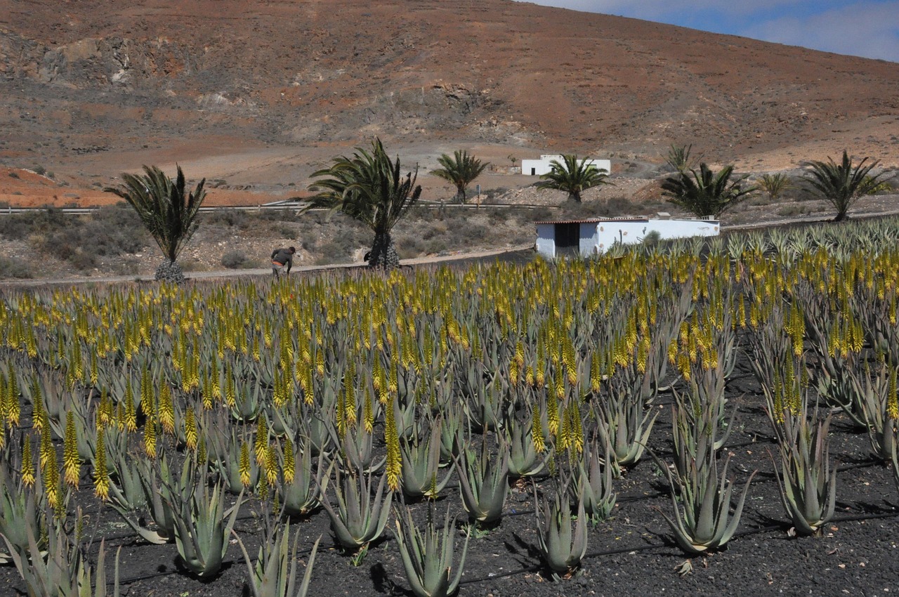 Come Scegliere l'Aloe Vera Pura: Guida Completa per il Consumatore